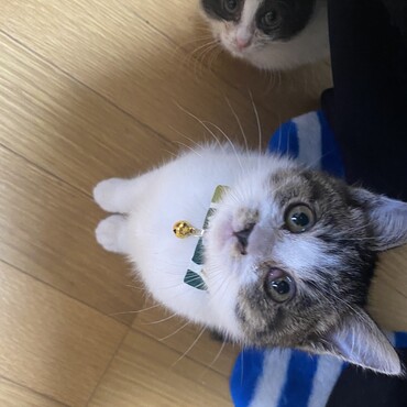 保護猫兄弟(*´◒`*)