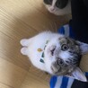 保護猫兄弟(*´◒`*)