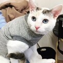 魅力的な瞳❤️美猫のとび三毛　女の子