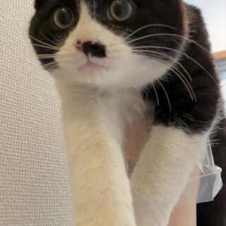 甘えん坊の丸顔男の子♡