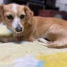 交渉中。コーギー✖️ダックス 美人のルルちゃん サムネイル2