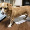 交渉中。コーギー✖️ダックス 美人のルルちゃん サムネイル5