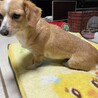 交渉中。コーギー✖️ダックス 美人のルルちゃん サムネイル6