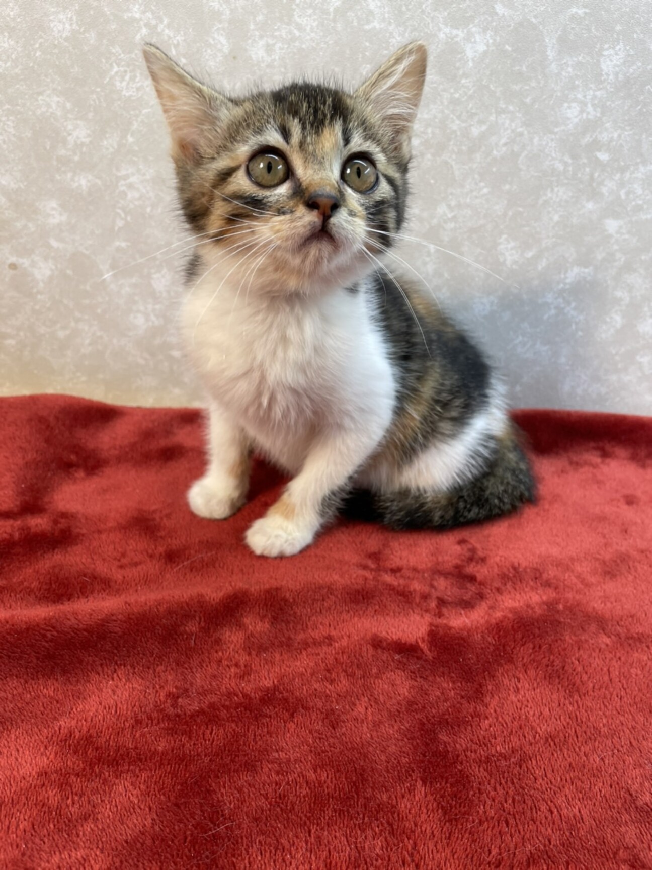 性格は顔に出る 顔は首 東京都 猫の里親募集 ペットのおうち 月間利用者150万人