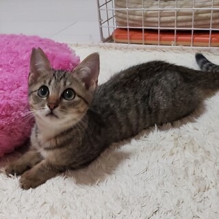 おめめクリクリ 膝乗りの男の子