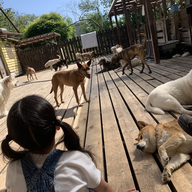 特定非営利活動法人 KDP KANAGAWA DOG PROTECTIONのカバー写真