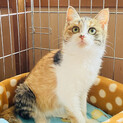 三毛猫ハピちゃん。幸せに結ばれました！