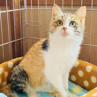 三毛猫ハピちゃん。幸せに結ばれました！