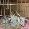 三毛猫ハピちゃん。幸せに結ばれました！ サムネイル4