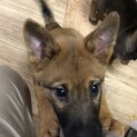 【募集中】人懐っこくて甘えん坊なユン♂