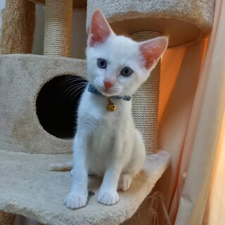 ブルーの瞳にシマシマ尻尾！あおさちゃん♪2ヶ月半位