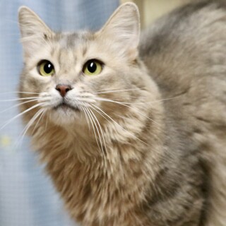 ソマリ　ブルーの女の子