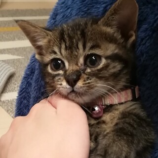 おっとり優しい❤️小柄なキジトラ女子すみれ