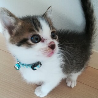 募集一時停止❤️キジ白男子ぐみ