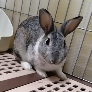 ミニうさぎの男の子