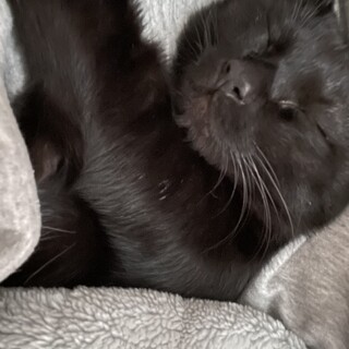 黒猫の男の子