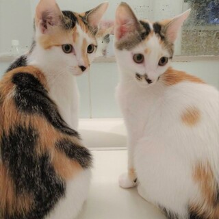 里親様決定！　みーちゃんとポッチ