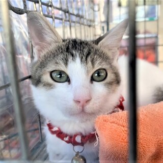 里親さん決定！　小顔の美猫サチちゃん