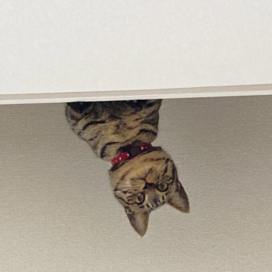 ハイネのカバー写真