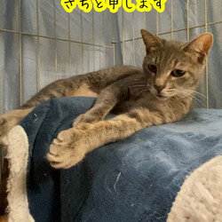 綺麗なグレー女子