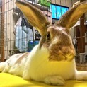 保護うさぎ　文月ちゃん