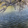 nekonooyako