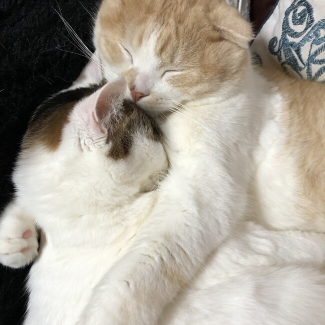 nekonooyakoのカバー写真