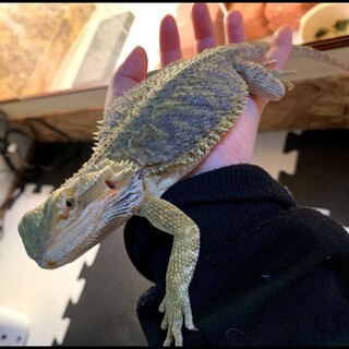 フトアゴヒゲトカゲ