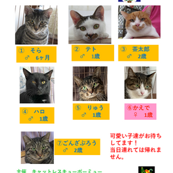 保護猫譲渡会　多摩市