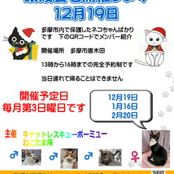 保護猫譲渡会　多摩市 サムネイル2