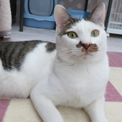 保護猫譲渡会　多摩市 サムネイル3