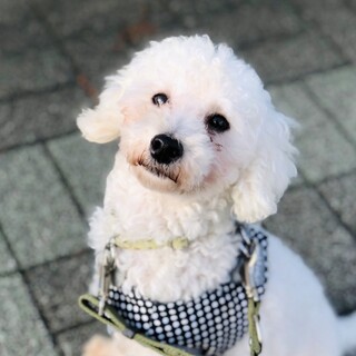 穏やかで人懐っこい、つぶらな瞳のくらげくん