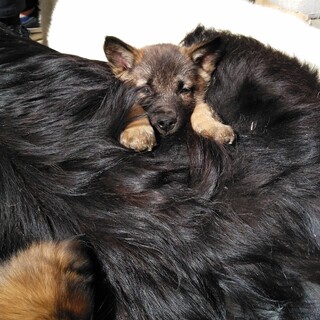 かわいい男の子