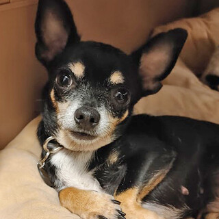 スムースチワワ♀推定3歳