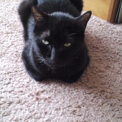 「ペットと一緒に入れるお墓②」サムネイル2