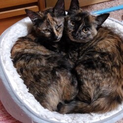 「ペットと一緒に入れるお墓②」サムネイル3