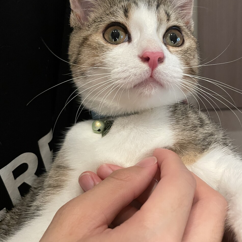 うにのカバー写真