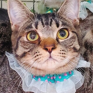 お膝猫のクロミツくんは元気で食いしん坊で甘えん坊♡