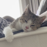 の写真