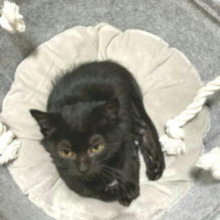 血液検査は陰性ふわふわのメス子猫