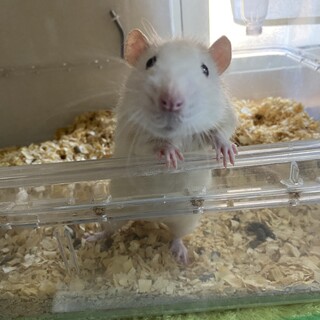 人馴れファンシーラットの男の子