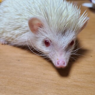 アルビノ君の里親募集中です。