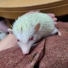 アルビノ君の里親募集中です。 サムネイル2
