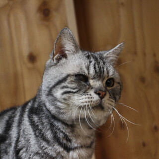 アメリカンショートヘアー　ぽぅ君