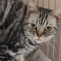 アメリカンショートヘアー　シーちゃん