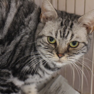 アメリカンショートヘアー　シーちゃん