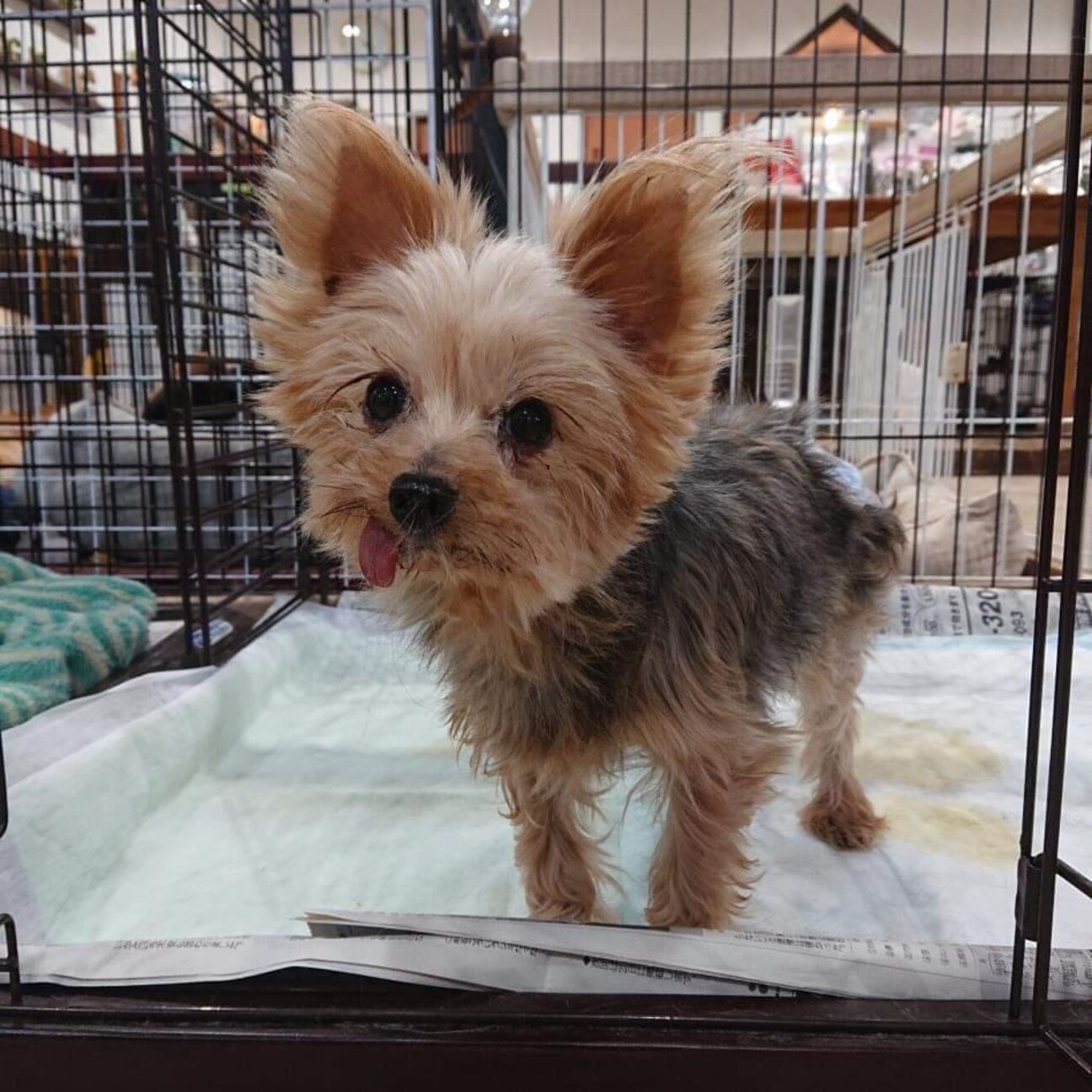 とにかく明るいヨーキー うに 三重県 犬の里親募集 3954 ペットのおうち 月間利用者150万人