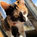 【里親様決定】✴︎ずっとの家族　募集中✴︎