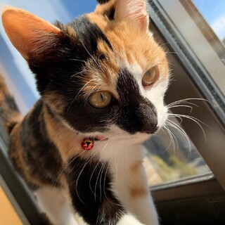 【里親様決定】✴︎ずっとの家族　募集中✴︎