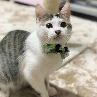 まるこい男の子☆てて